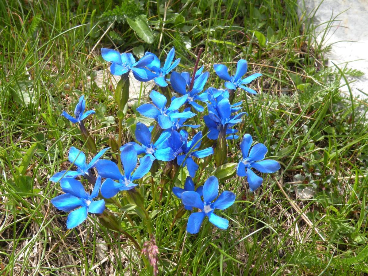 Kals-am Großglockner Haus Gartenheim מראה חיצוני תמונה